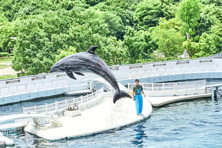 京都水族館のイルカの京都水族館の