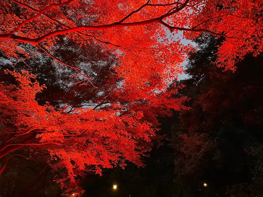 箕面昆虫館前の紅葉