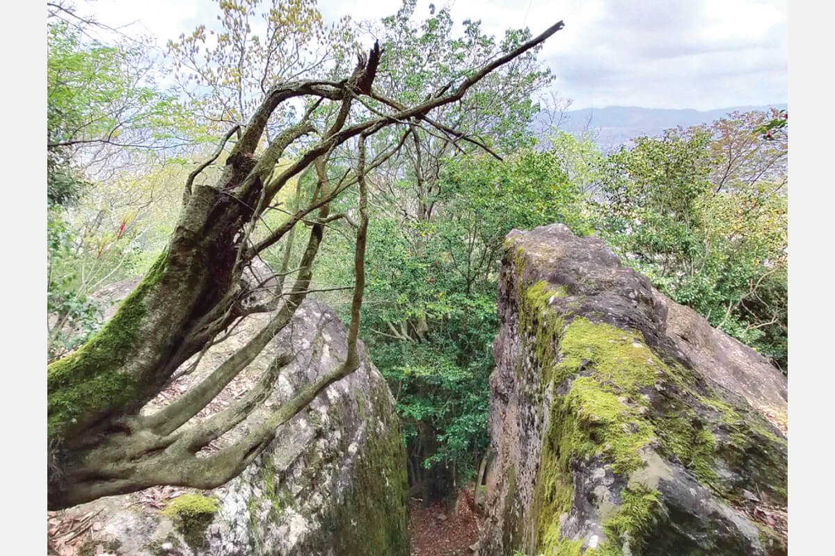 のせでん第1木曜ハイキング12月7日（木）開催。 川西・猪名川・宝塚の境界山歩き「畦野から岩根山・鳥脇山コース」