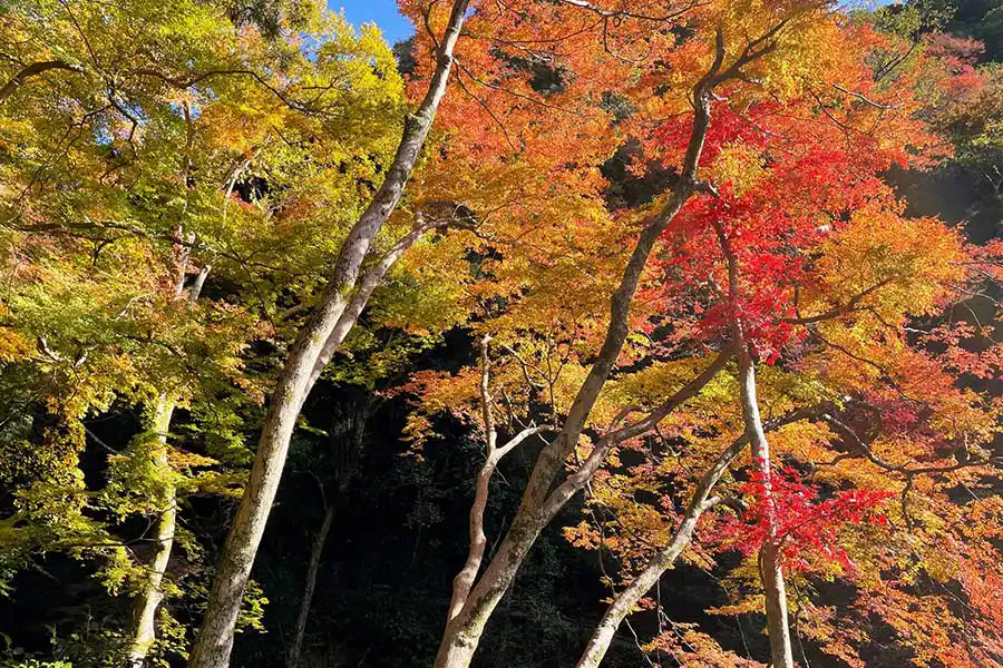 箕面公園の紅葉