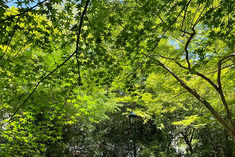 箕面公園の青モミジ