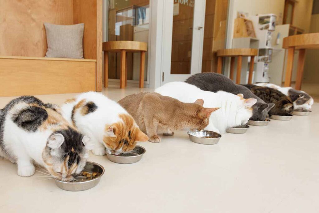 ネコカフェモフ ごはんタイム