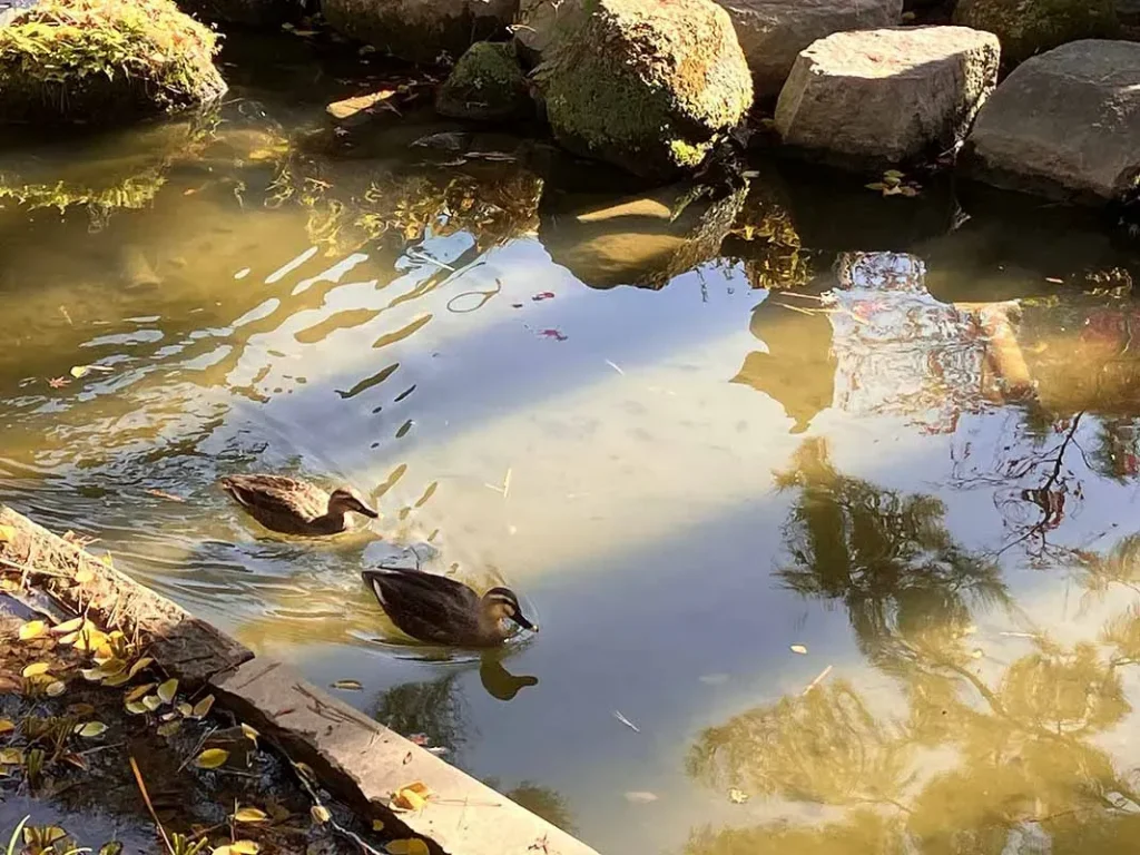 西宮神社　神池　鴨