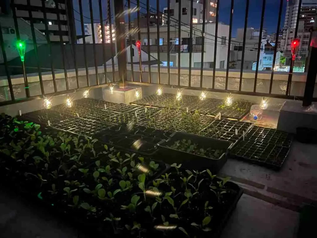 オーガニックショップ栞　畑へ植え替える前の鉢での生育風景