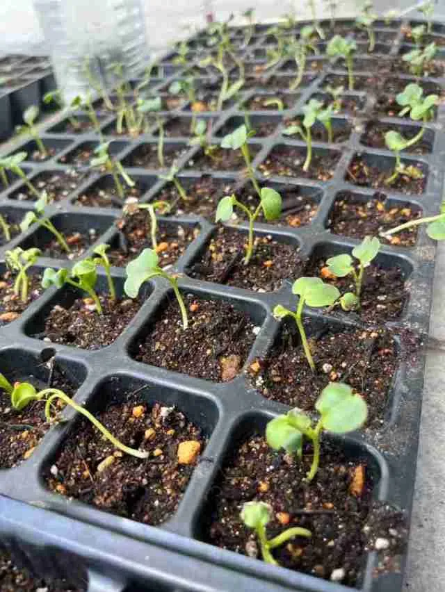 オーガニックショップ栞　畑へ植え替える前の鉢での生育風景