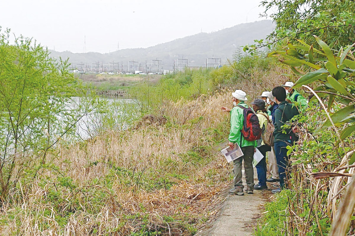 京都・大山崎町の三川の合流地帯をガイドと歩く「水辺の散策2024」3月23日（土）開催