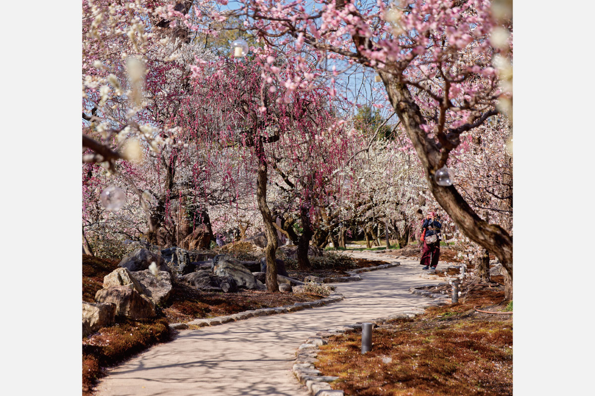 梅が見頃を迎える境内で菅公を追慕する。京都・北野天満宮「梅花祭」2月25日（火）開催