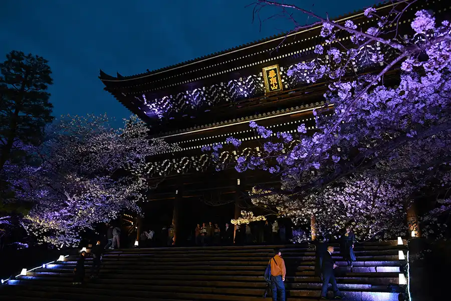 知恩院のライトアップされた桜と門