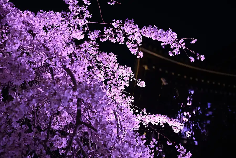 【2024】京都・大阪・兵庫、桜ライトアップ開催情報。名所の夜桜でいつもと違うお花見