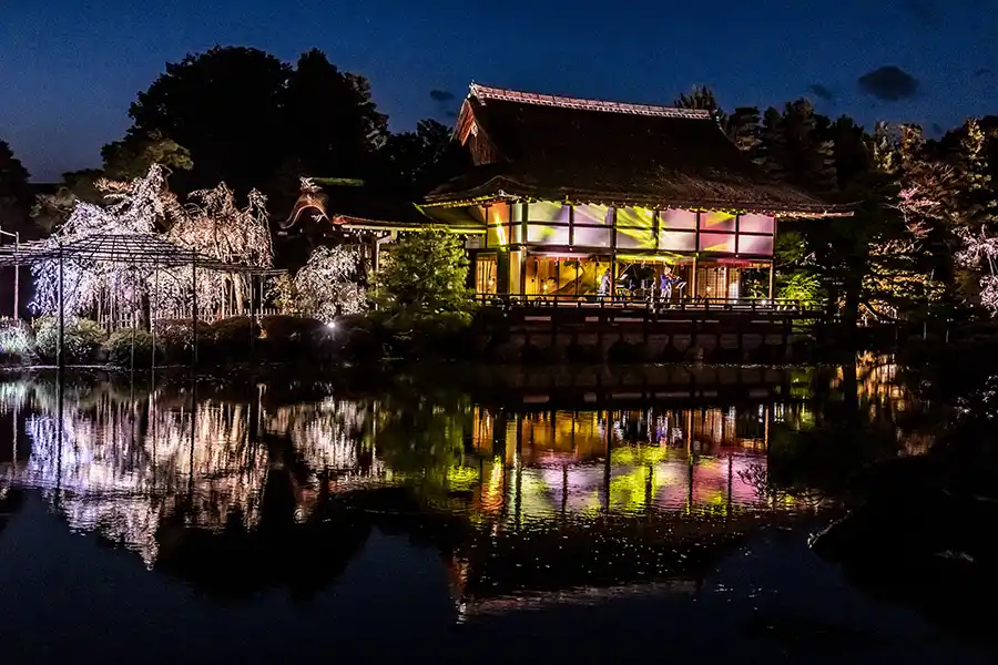 平安神宮の桜音夜