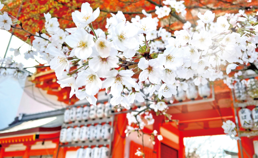 【SNS投稿で見る】阪急沿線 私だけの桜～お気に入りの桜は十人十色～【TOKK2024年3月号】