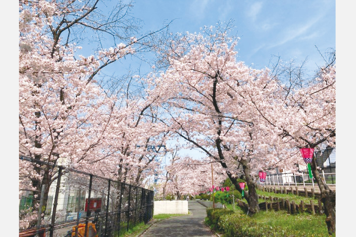 大阪の桜名所・柴島浄水場で桜の通り抜けを3月27日（水）から開催！ライトアップも実施