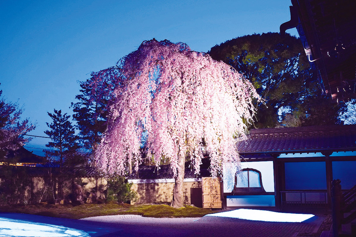 桜が咲き誇る庭園を幻想的に照らし出す。京都・高台寺「春の夜間特別拝観」5月6日（休）まで開催中
