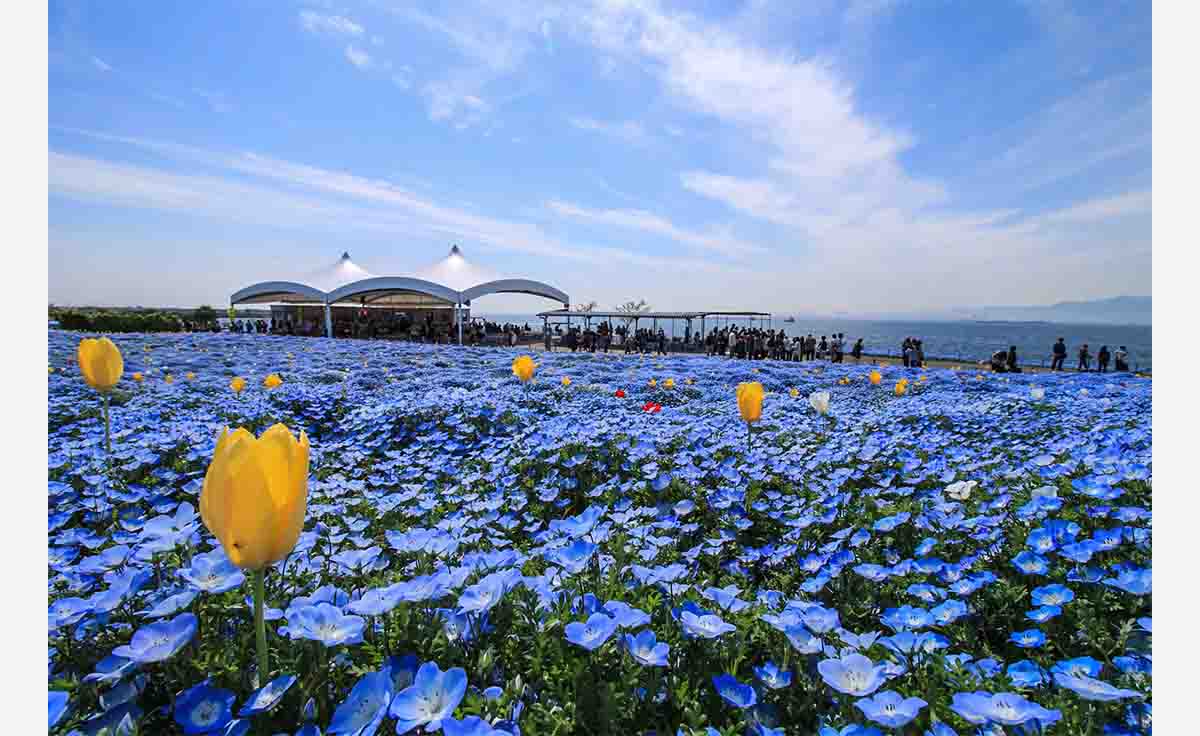 大阪まいしまシーサイドパークで「ネモフィラ祭り2024」「キッチンカーフェスin舞洲」同時開催！