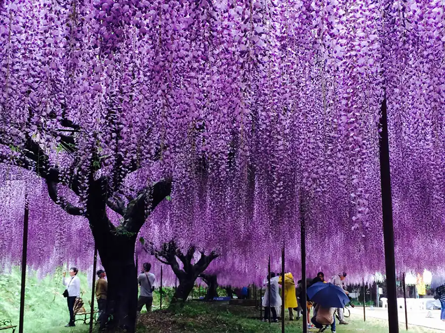 【2025年】関西・藤の花の名所11選。京都・大阪・兵庫・奈良・滋賀のスポット＆見頃