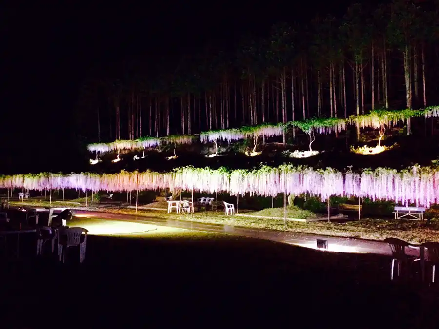 百毫寺（ひゃくごうじ）のフジのライトアップ