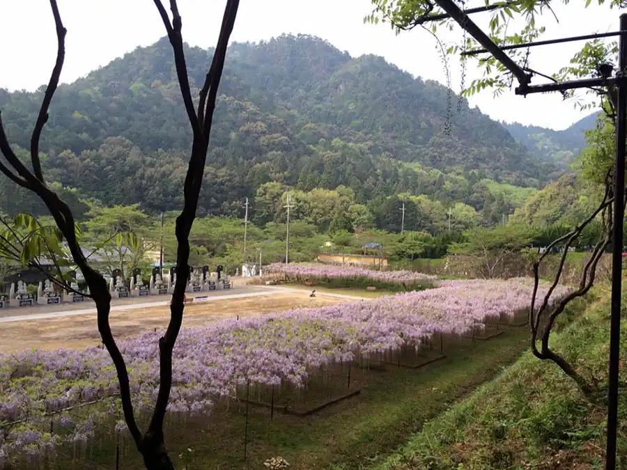 百毫寺（ひゃくごうじ）の藤棚