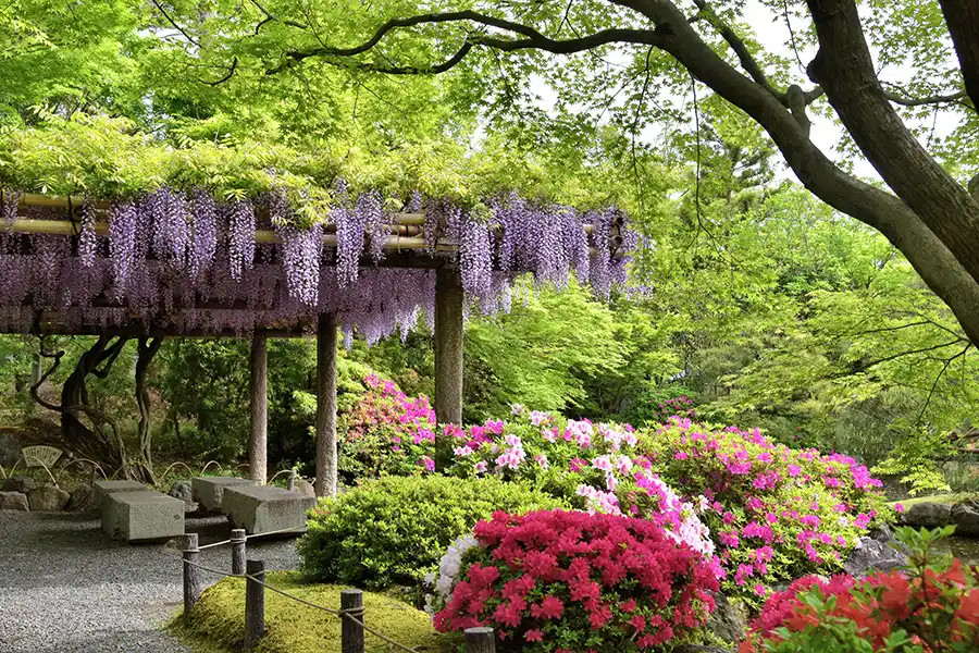 京都・城南宮のフジ