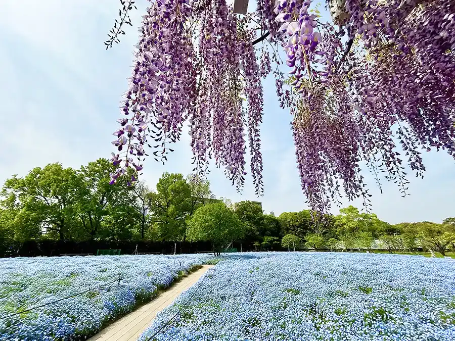 長居植物園のフジとネモフィラ