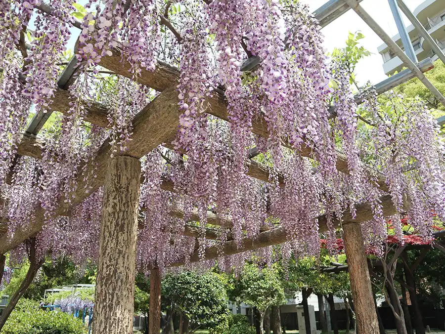 フジの別名「ノダフジ」