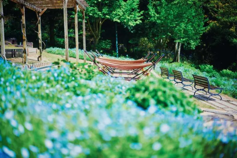 ネモフィラ（見ごろ：5月上旬～下旬）