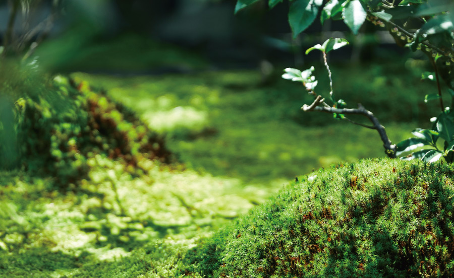 苔の世界。神秘的でしっとりした阪急沿線の緑の絶景【TOKK2024年6月号】