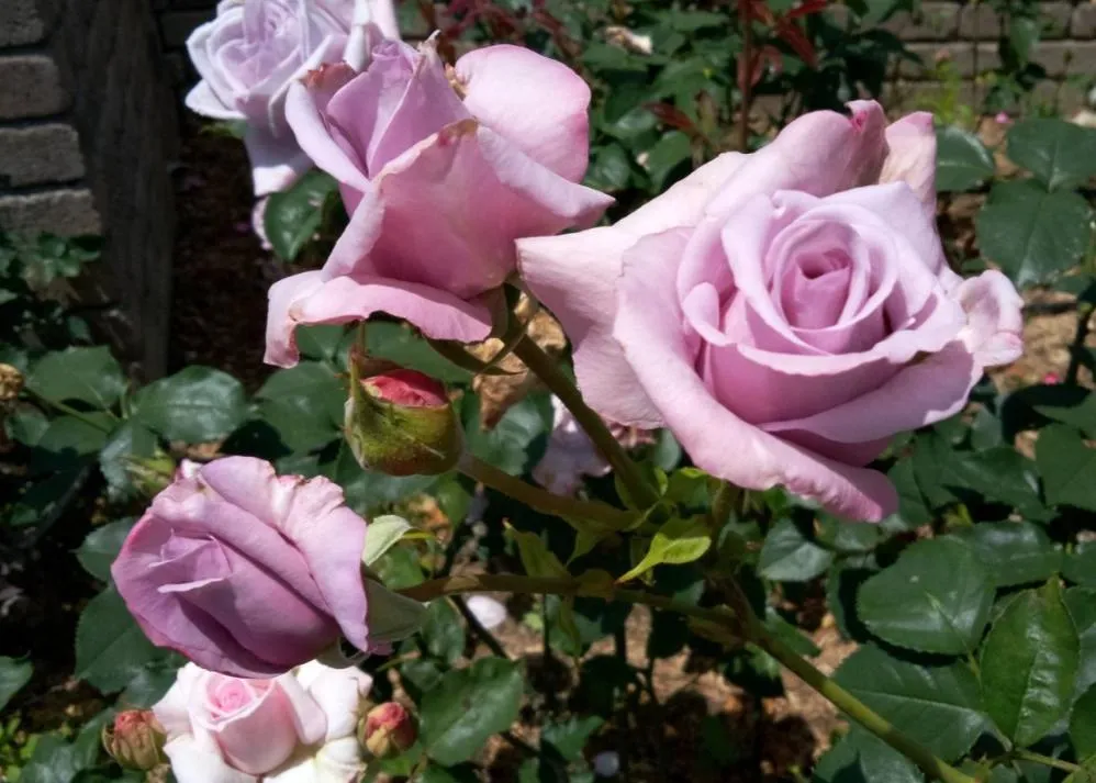 荒牧バラ公園 5月下旬