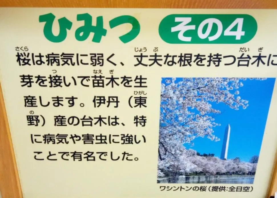 荒牧バラ公園 5月下旬