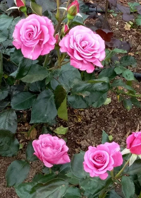 荒牧バラ公園 5月下旬