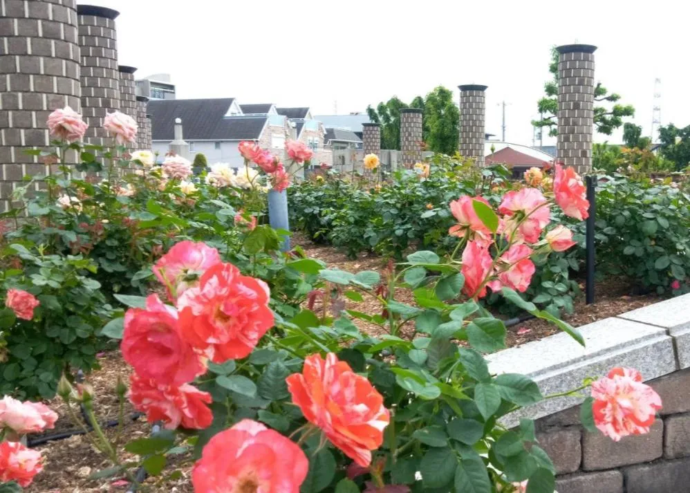 荒牧バラ公園 5月下旬