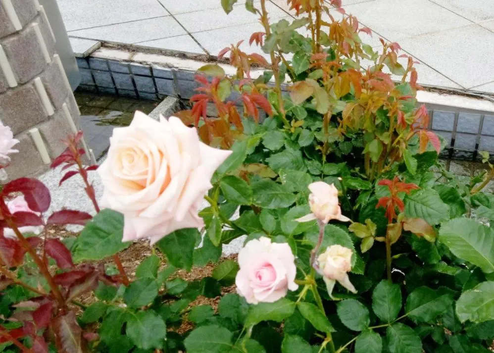 荒牧バラ公園 5月下旬