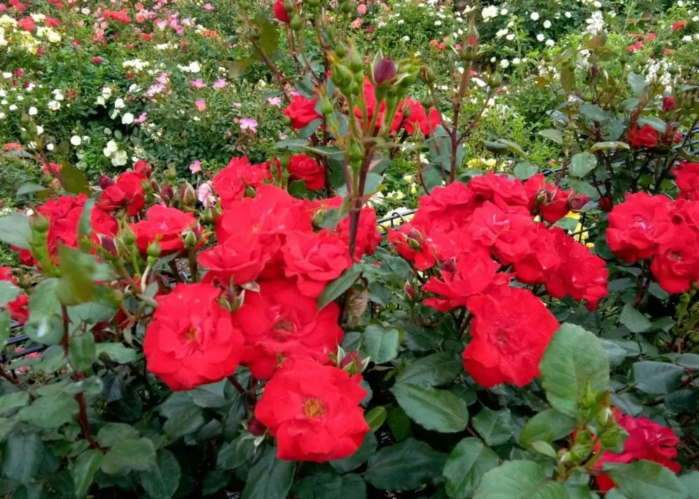 荒牧バラ公園 5月下旬