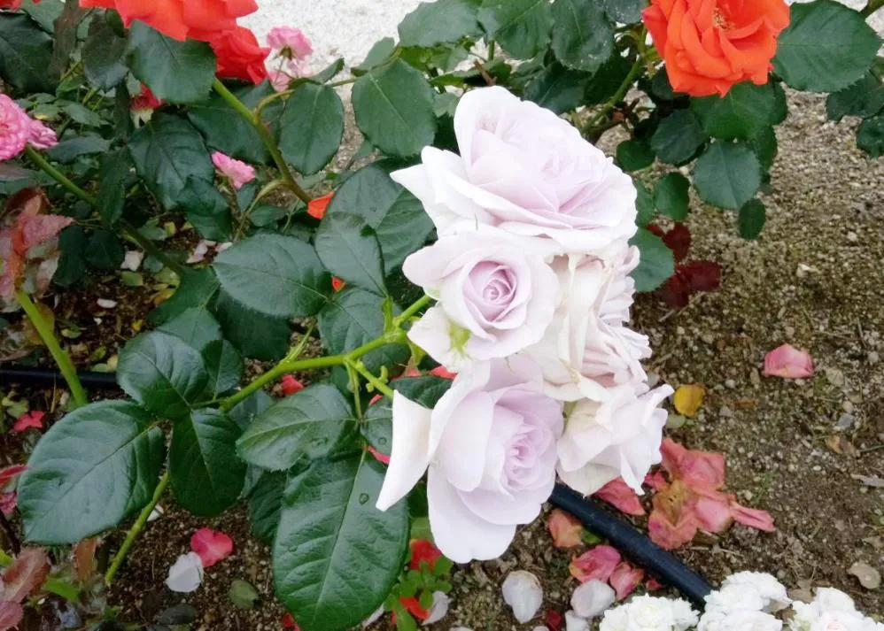 荒牧バラ公園 5月下旬