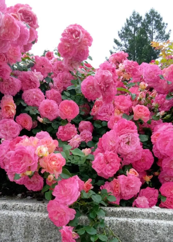 荒牧バラ公園 5月下旬