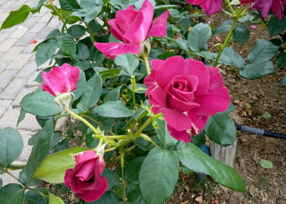 荒牧バラ公園 5月下旬