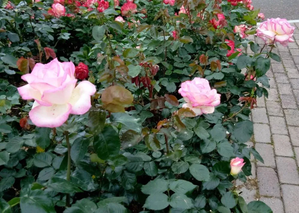 荒牧バラ公園 5月下旬