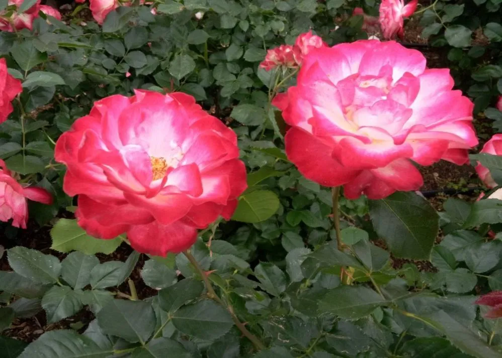 荒牧バラ公園 5月下旬