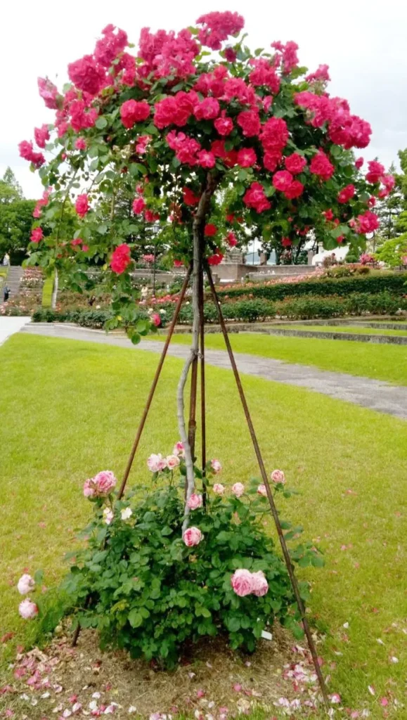 荒牧バラ公園 5月下旬