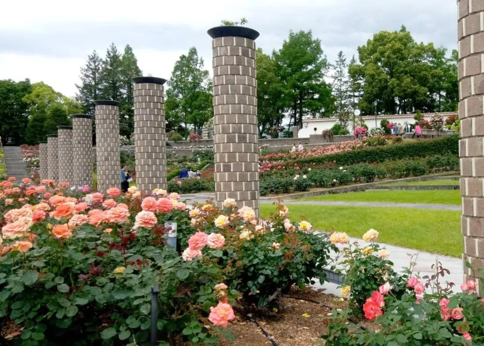 荒牧バラ公園 5月下旬