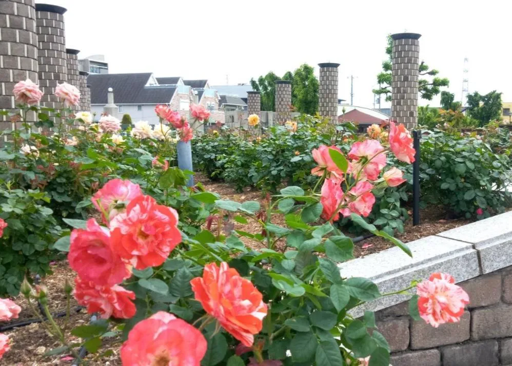 荒牧バラ公園 5月下旬