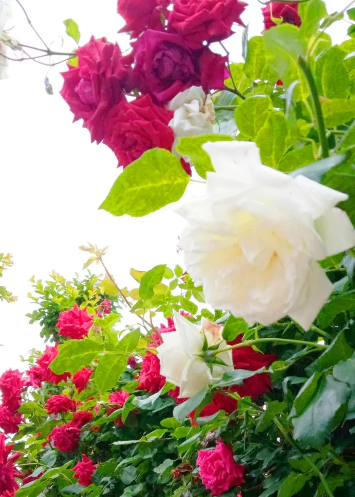 荒牧バラ公園 5月下旬