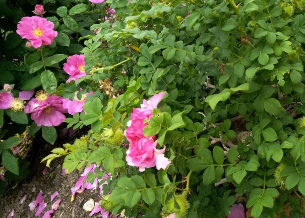 荒牧バラ公園 5月下旬