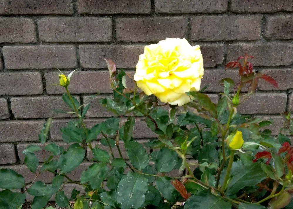 荒牧バラ公園 5月下旬