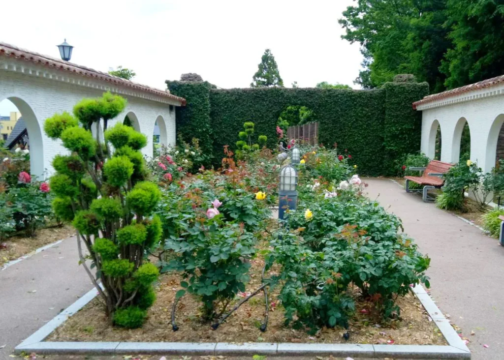 荒牧バラ公園 5月下旬