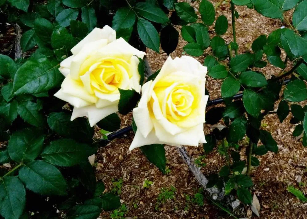 荒牧バラ公園 5月下旬