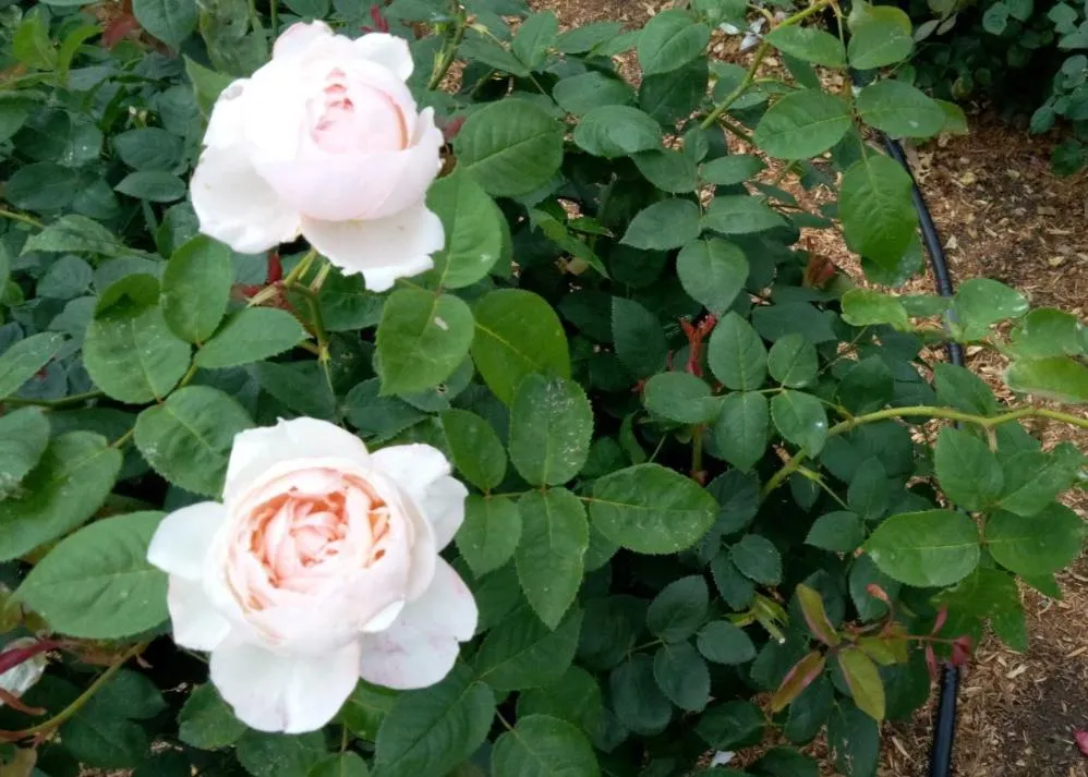 荒牧バラ公園 5月下旬