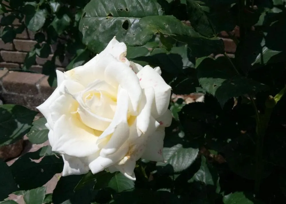 荒牧バラ公園 5月下旬