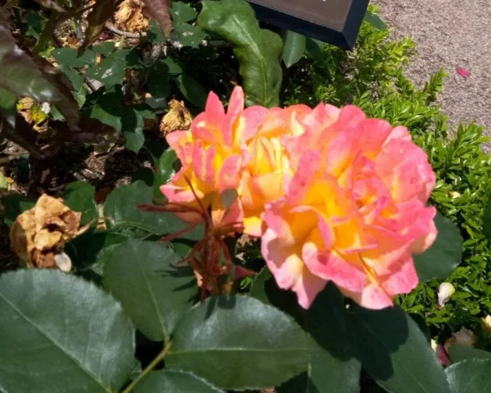 荒牧バラ公園 5月下旬