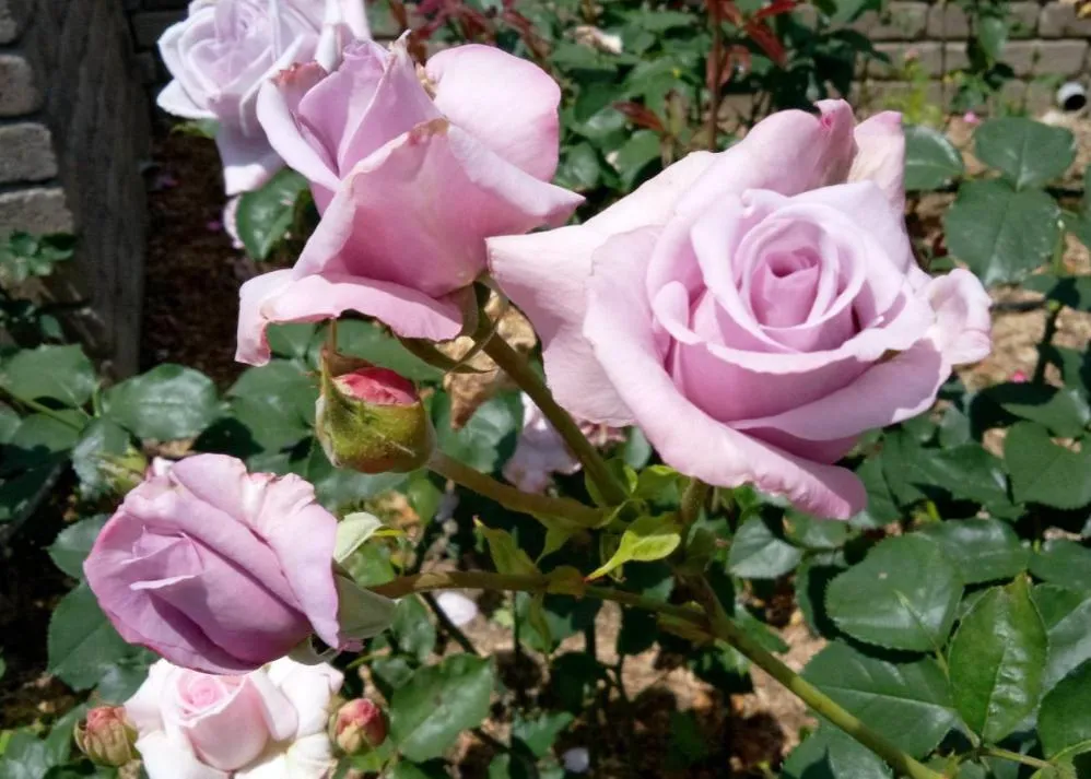 荒牧バラ公園 5月下旬