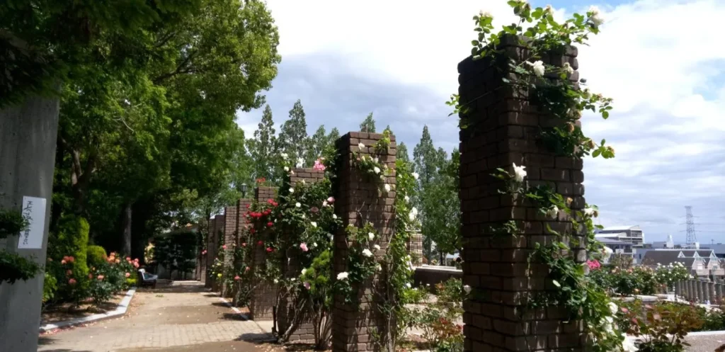 荒牧バラ公園 5月下旬